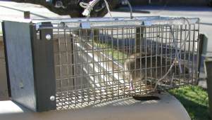 Rat Traps